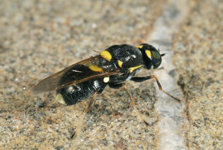 Oxycera leonina